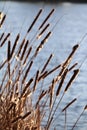 Typha reeds in the sunset